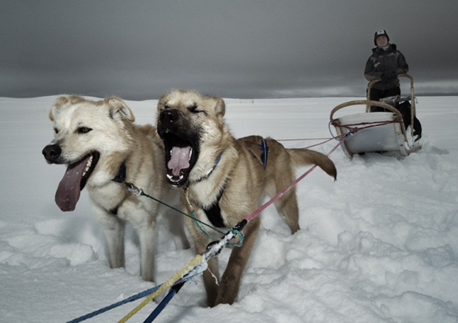 sledetocht met huskies in Noorwegen